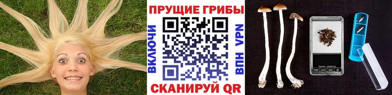 Псилоцибиновые грибы Psilocybine cubensis где продают наркотики Пионерский